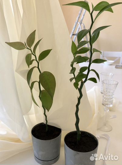 Комнатное растение бамбук