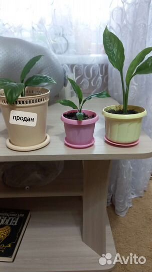 Комнатные цветы