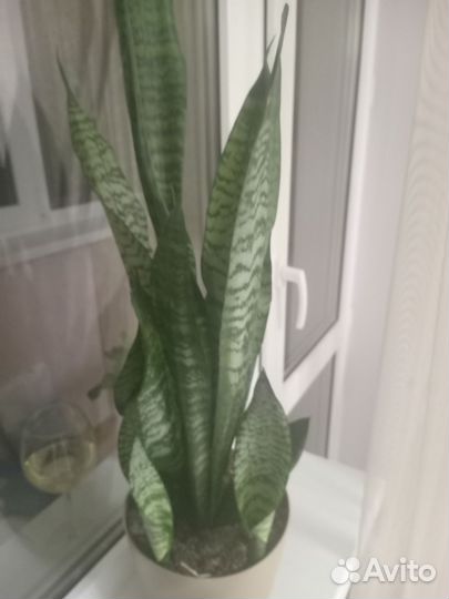 Сансевиерия