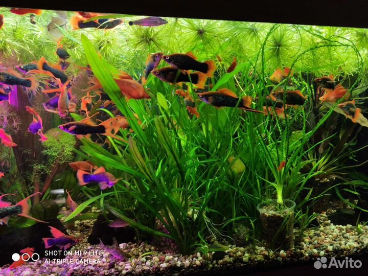 Корм,гурами,гуппи,меченосцы