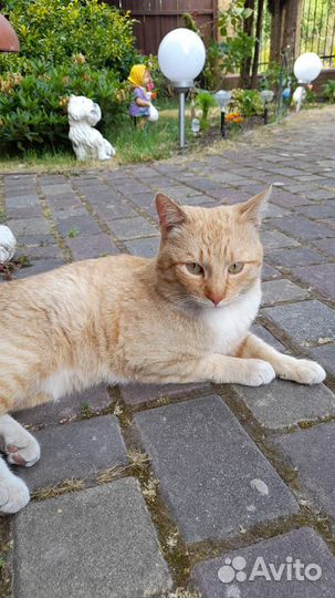 Ласковый кот ищет дом