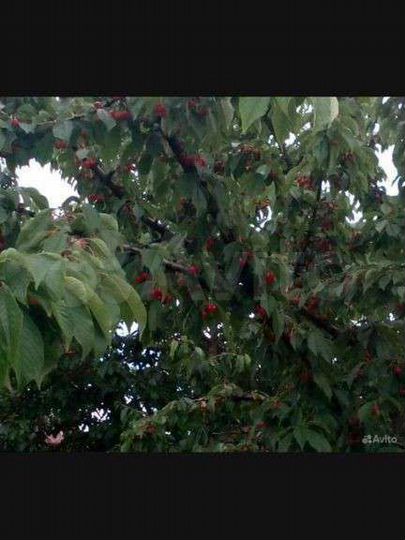 Дом 33,4 м² на участке 15 сот.