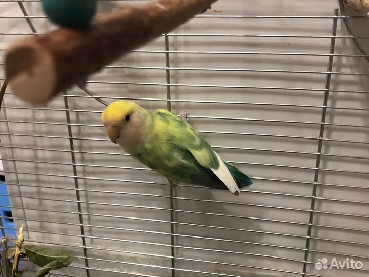 Попугаи пара