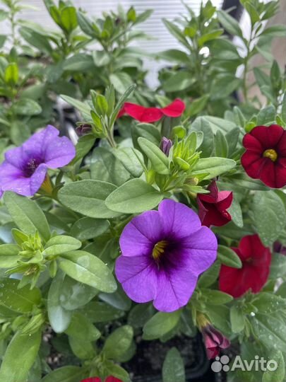 Калибрахоа, вербена, остеоспермум вегетативные