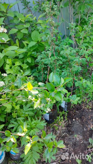 Саженцы разные