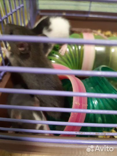 Продажа крыс