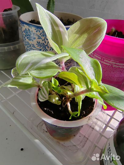 Комнатные растения