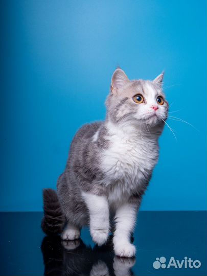 Грациозная Марго