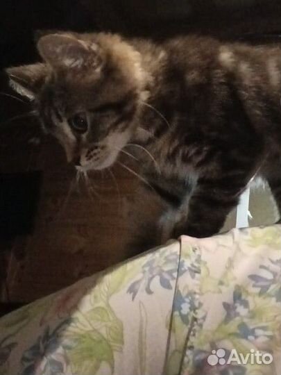 Отдам в добрые руки котенка