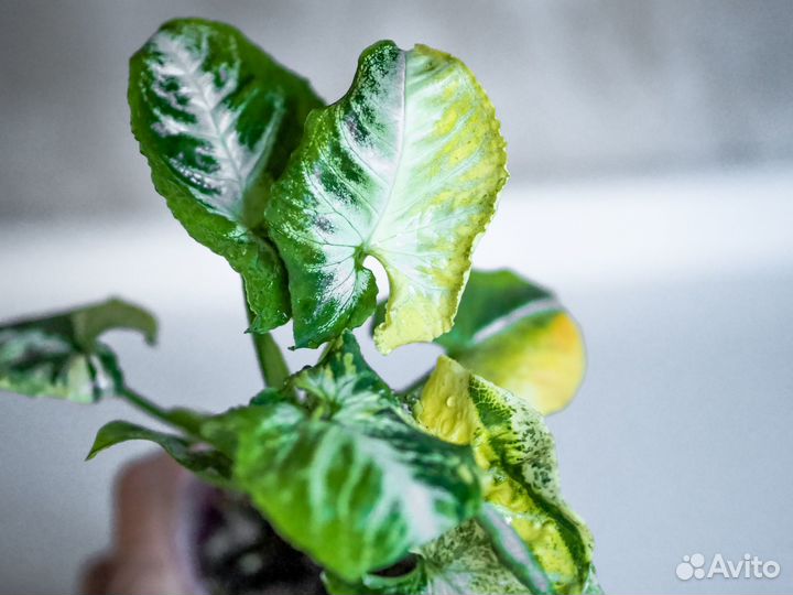 Сингониум яичница scrambled eggs