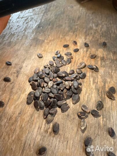 Семена арбуза