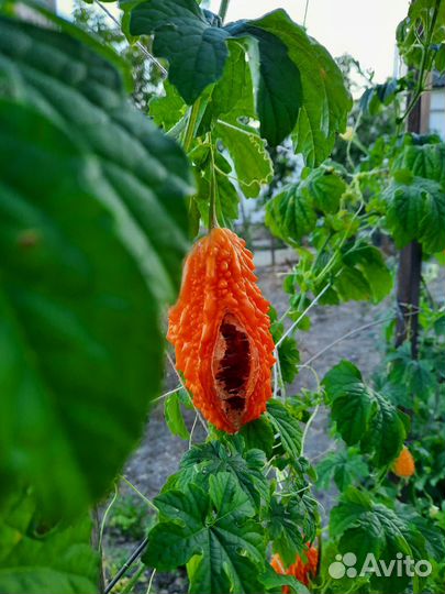 Семена момордики цена за 10 шт