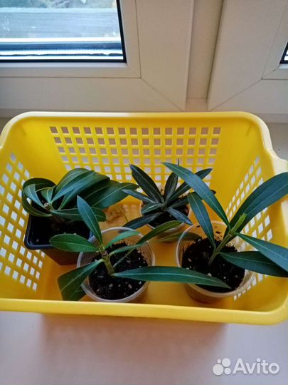 Олеандр и фикус