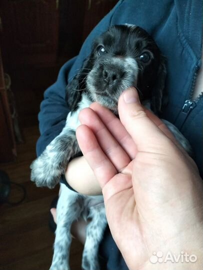 Русский спаниель