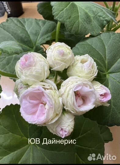Пеларгония сортовая