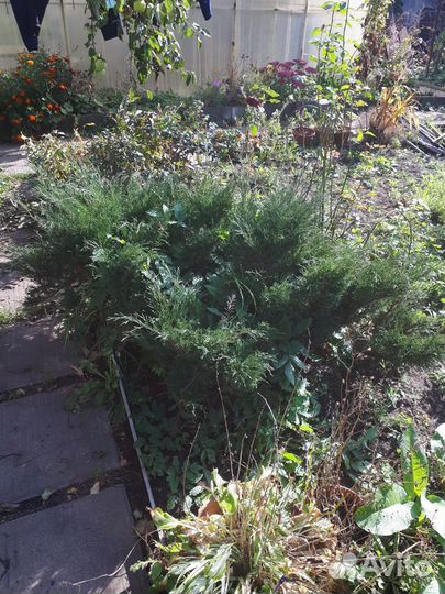 Можжевельник,кедр