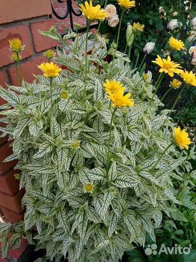 Многолетники,почтой)