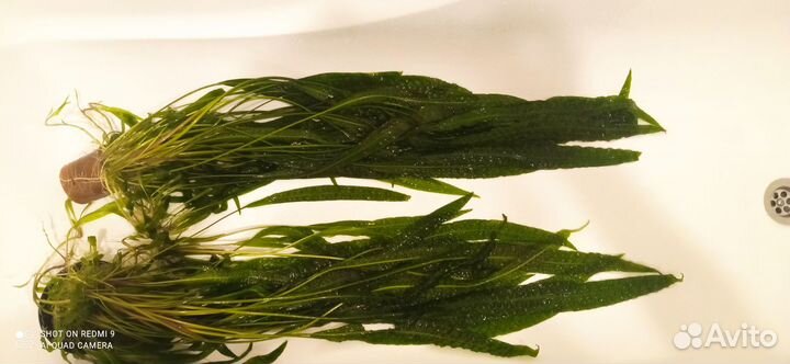 Криптокорина апоногетонолистная