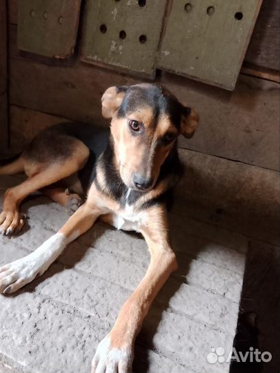 Эмма хочет домой