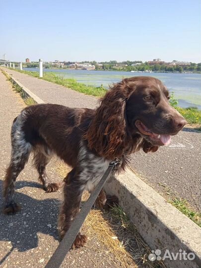 Русский охотничий спаниель вязка