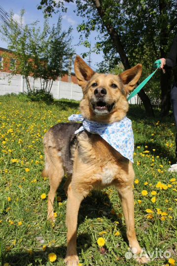 Собака хочет домой