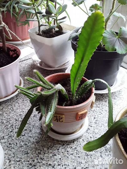 Декабрист цветущий