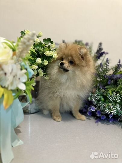 Померанский шпиц