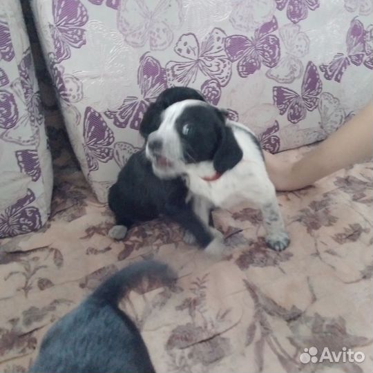 В добрые руки