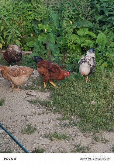 Молодые петухи