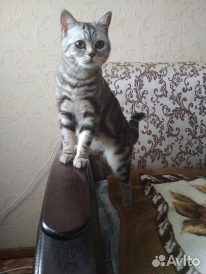 Кот на вязку