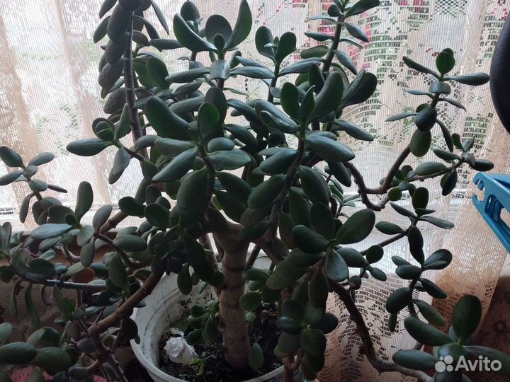 Домашние цветы