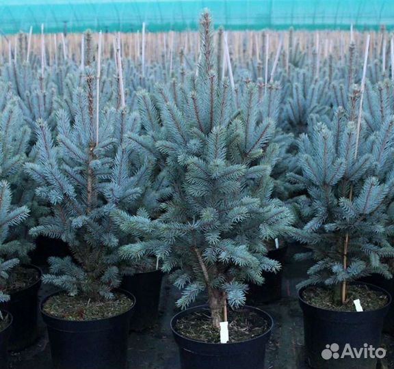 Ель голубая