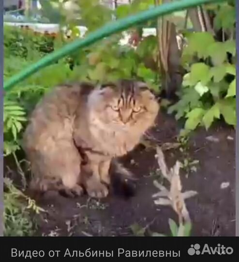 Кошки в добрые руки бесплатно