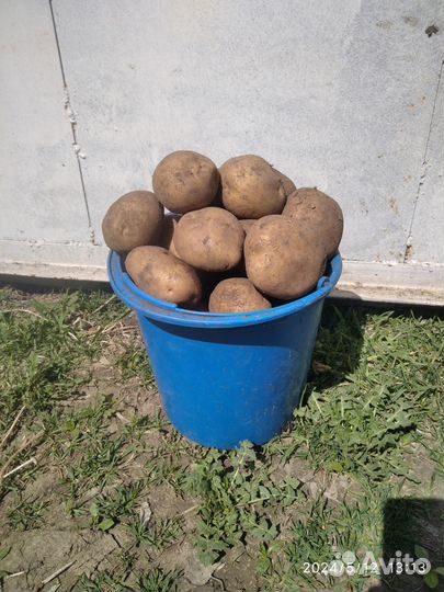 Картофель ведрами на еду и посадку
