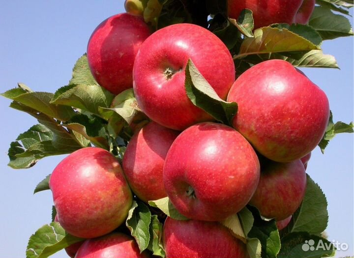 Саженцы яблони