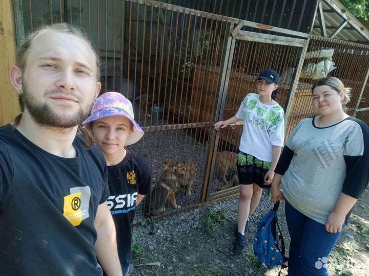 Помощь приюту для собак