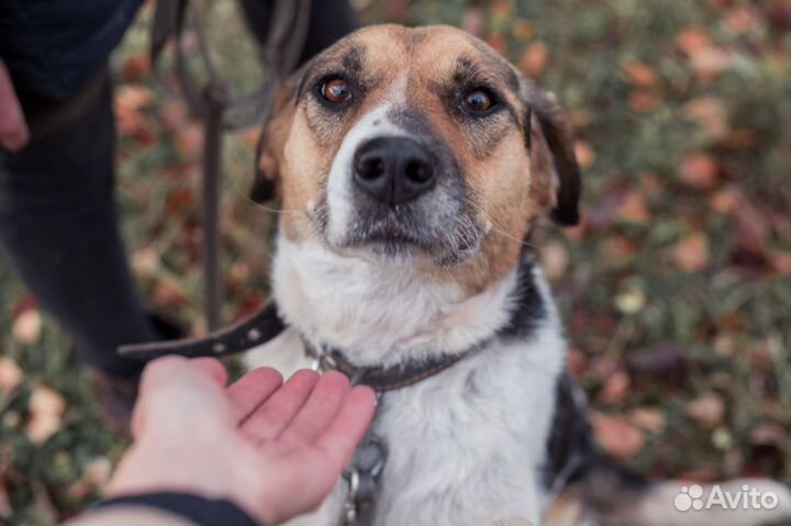 Отличная охранница и друг