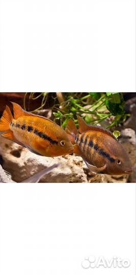 Геротиляпия мультиспиноза