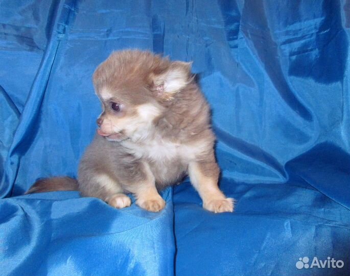 Чихуашки девочки