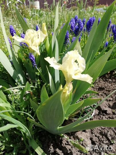 Многолетники для сада, цветы