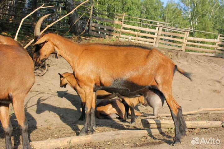 Козлята чешские бронь