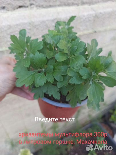 Хризантема мультифлора