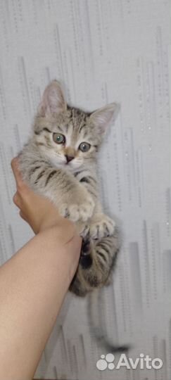 Кошки