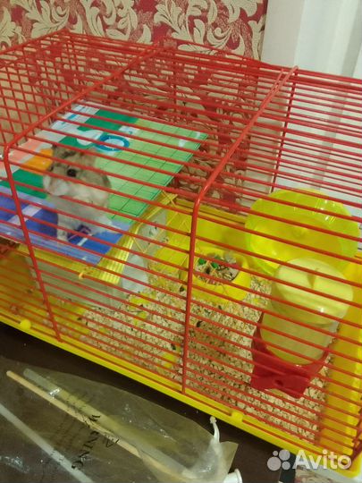 Джунгарский хомяк с клеткой