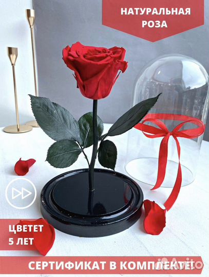 Роза в колбе