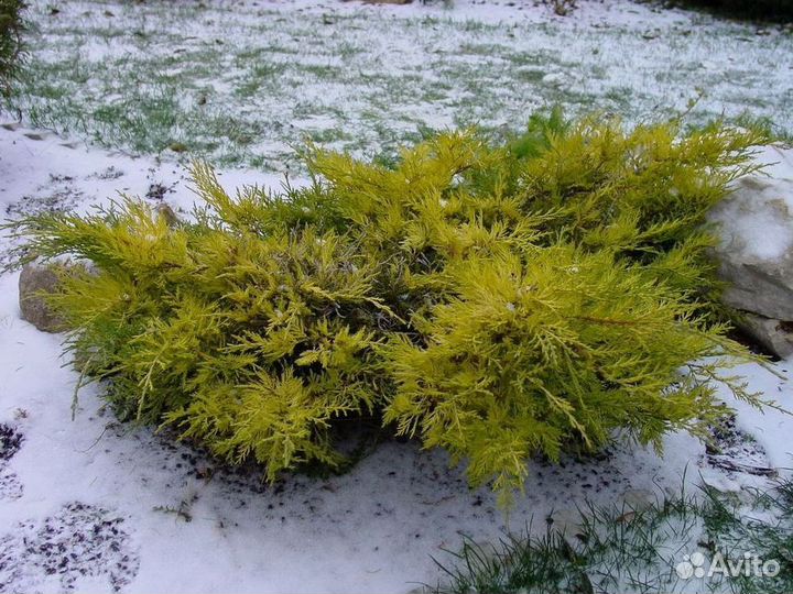 Можжевельник Голд Стар из питомника с доставкой