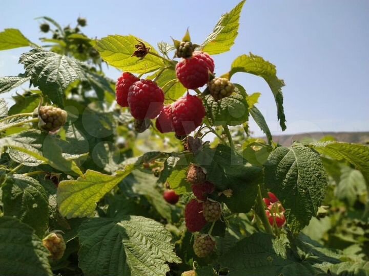Участок 50 сот. (СНТ, ДНП)