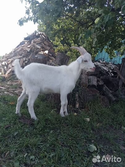 Козлы. Дойные козы