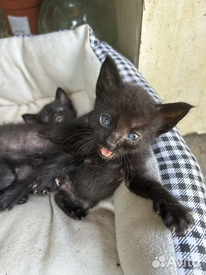 Черные котята