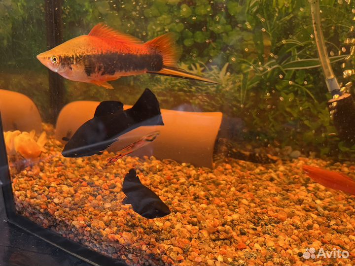 Сомики анциструсы, меченосцы